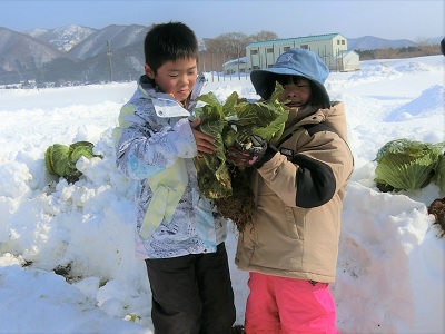 雪下キャベツ